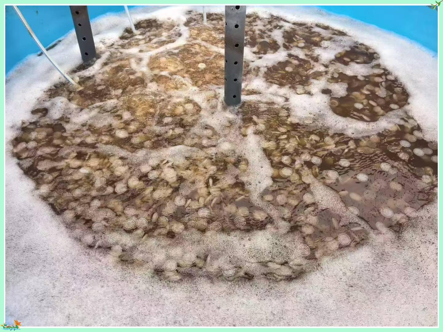 Ako MBBR Bio Media zlepšuje biologické čistenie odpadových vôd