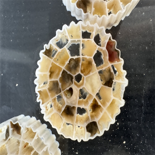 technológia biofilmu s pohyblivým lôžkom mbbr-3.jpg